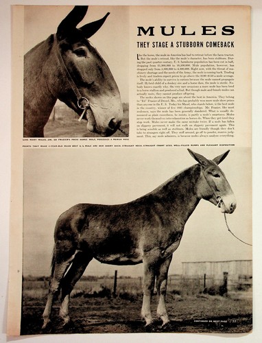 1940s mules magazine article - magazine,